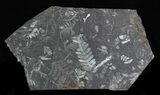 Fossil Seed Fern Plate - Pennsylvania #32709-1